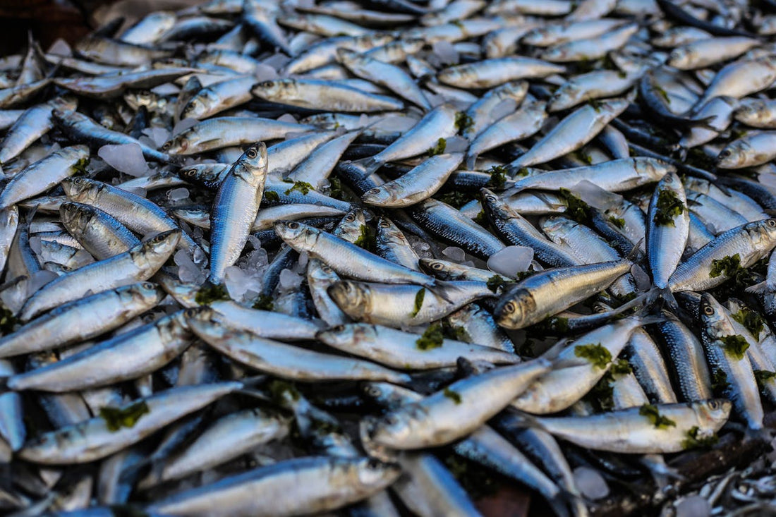 Fish Oil: A Deep Dive into Omega-3s and Their Health Benefits